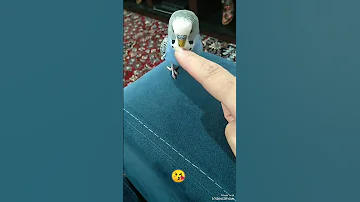 مرغ آبی عشق سخنگو پرنده طوطی مرغ عشق 
