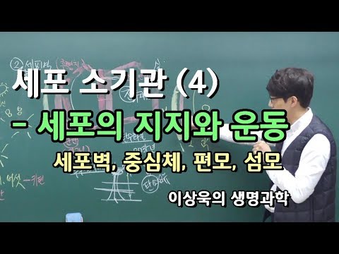 세포소기관 (4)_세포 지지와 운동: 세포벽, 중심체, 편모, 섬모