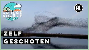 Indrukwekkende spreeuwendans | Zelf Geschoten | Vroege Vogels