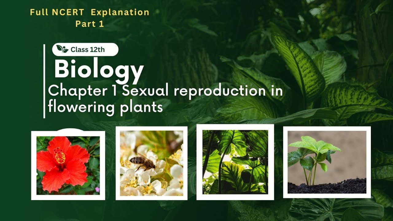 Class 12th Biology Chapter 1 Sexual reproduction in flowering plants ...
