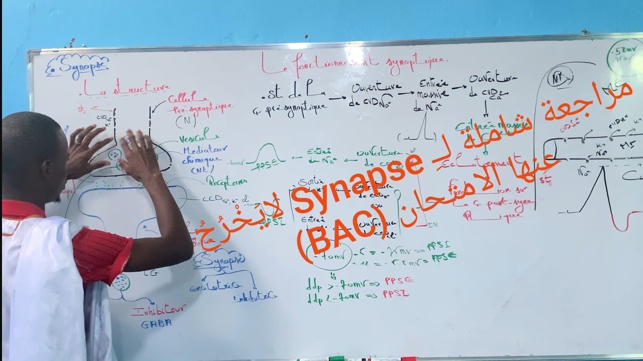 Synapse Baccalauréat
