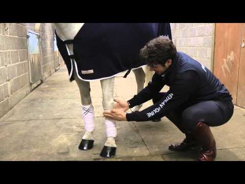 Looking after your horse's legs - video from Petplan