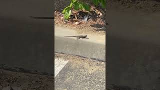 Lizard does push-ups