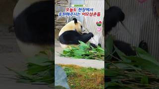 🎄내실 마주보며 먹방하다가 쓩~ #푸바오실시간 #푸바오근황 #판다월드 #에버랜드 #아이바오 #러바오 #루이바오 #후이바오 #강바오 #송바오 #fubao #panda