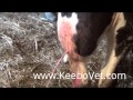 Large Abscess In Dairy Cow With A Lot Of Pus, See Vet Doctor Helps By Draining It