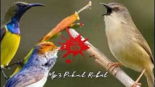 Suara Burung Ribut 100% Ampuh Untuk Pikat