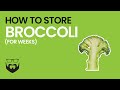 How to Store Broccoli for Weeks