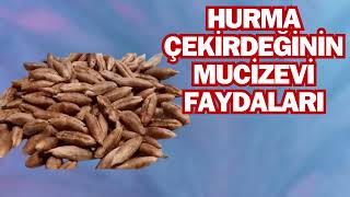 Hurma Çekirdeğinin Mucizevi Faydaları Ve Kullanımı
