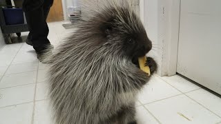 Lander the cute baby porcupine loves to eat
