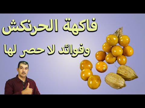 فوائد الحرنكش الرائعة للصحة وأهميته في الرجيم وأضراره