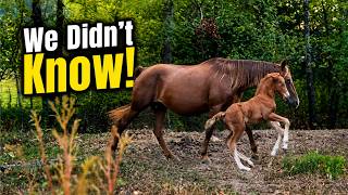 Our New Horse Had A SURPRISE FOAL!!!