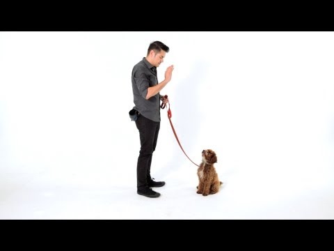 How to Teach Your Puppy to Stay | Puppy Care