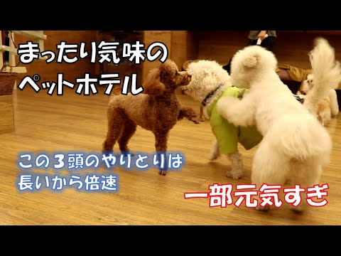 ãƒˆãƒªãƒŸãƒ³ã‚°ãƒ»ãƒšãƒƒãƒˆãƒ›ãƒ†ãƒ«ãƒ»çŠ¬ã®ä¿è‚²åœ’ï½œDOG DIAMONDï½œãƒ‰ãƒƒã‚° ...