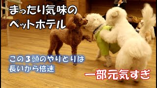 ãƒšãƒƒãƒˆãƒ›ãƒ†ãƒ« ãƒ‘ãƒ”ãƒ¼ãƒ‘ãƒ¼ãƒ†ã‚£ çŠ¬ã®ä¿è‚²åœ’(dog nursery)ï½œDOG DIAMONDï½œãƒ‰ãƒƒã‚°ãƒ€ã‚¤ãƒ¤ãƒ¢ãƒ³ãƒ‰ ::  é ­æ•°ã¯å¤šã„ã§ã™ãŒã¾ã£ãŸã‚Šæ°—å‘³ã®ãƒšãƒƒãƒˆãƒ›ãƒ†ãƒ«ã§ã™