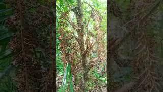 Jernang Umur 4.5 Tahun,Sudah Berbuah 2X