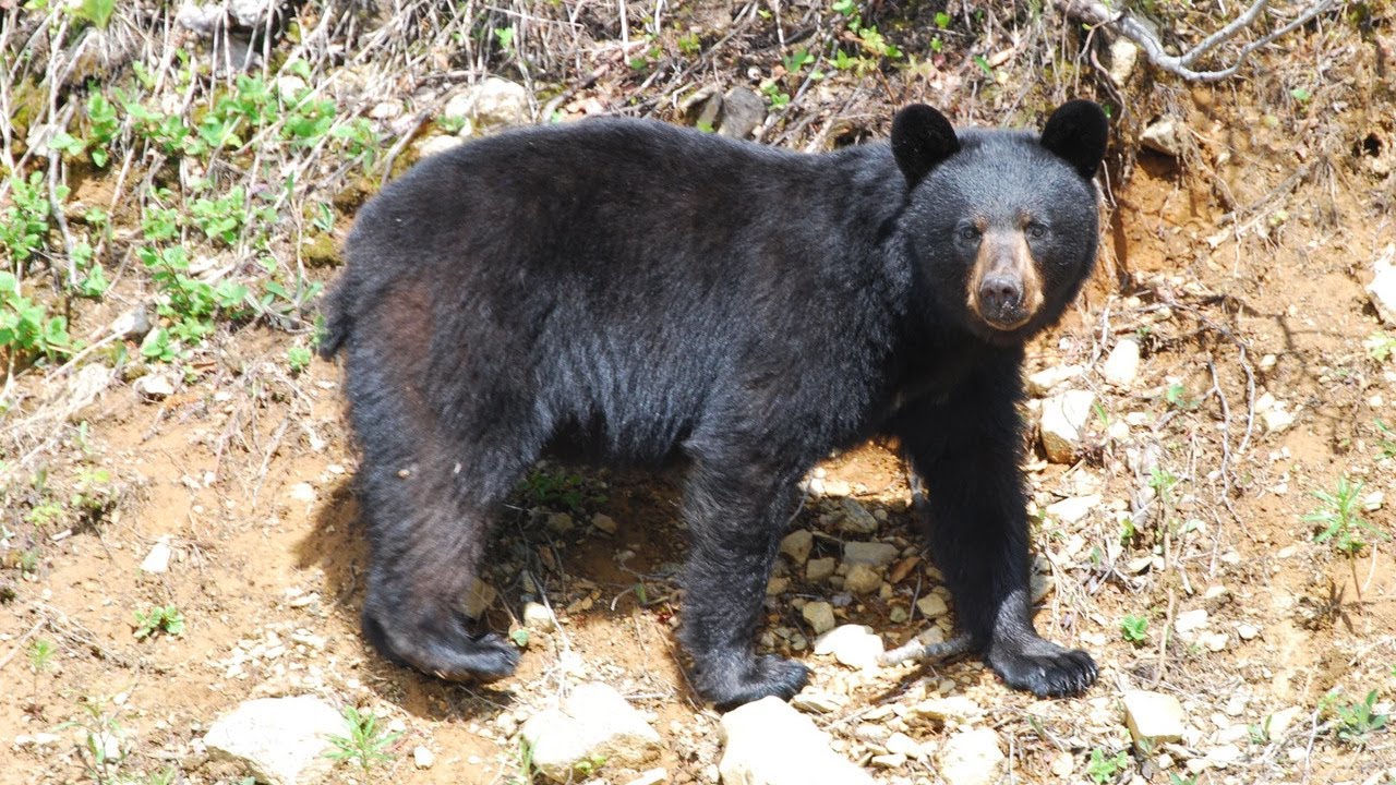 What is the Temperament of a Newfoundland Black Bear?🐻