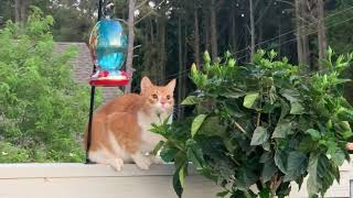'CATch Me If You CAN' Is what the Hummingbirds are saying to Marlin the Cat-Dog at BIRD Feeder! by Marlin the CAT-DOG - Caroline Jarvis Hopkins 5,647 views 1 year ago 9 minutes, 47 seconds