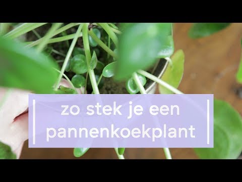 How to propagate the Chinese Money Plant