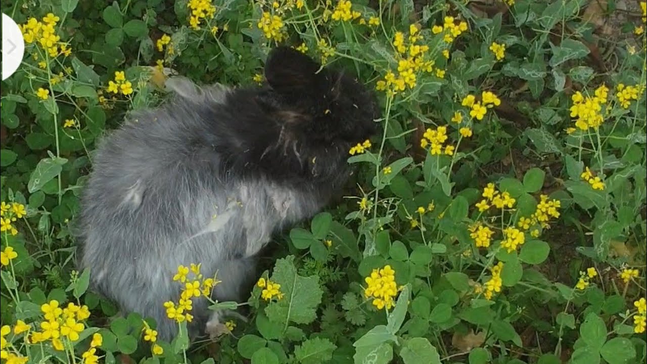 Rabbit angora any time eating 24/7 - YouTube