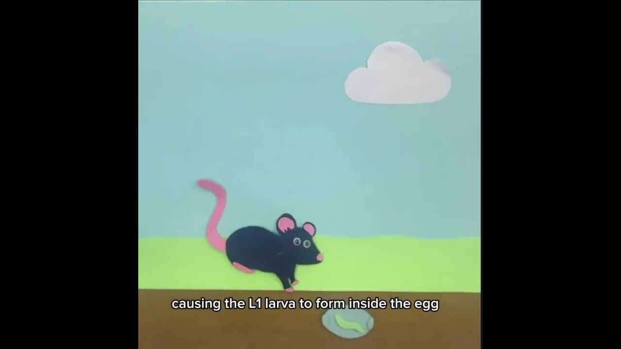 Capillaria Hepatica Lifecycle (animated)