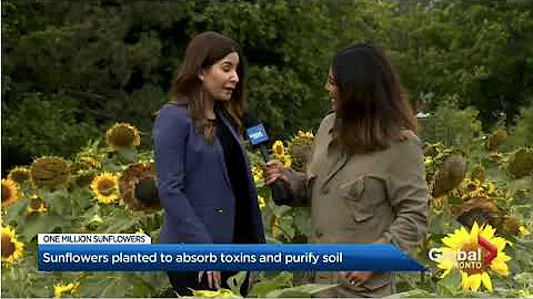 Lakeview Village || Sunflowers on Global News