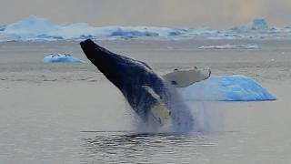 Caught on Camera: Humpback Whale Breaches — You Can Hear the Splash! (Aug 31, 2026)
