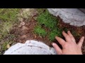 Мшанка как сделать из нее газон