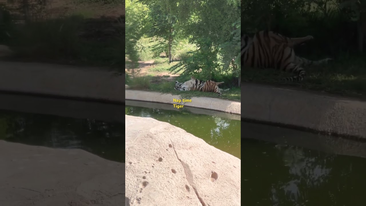 Lazy tiger - nap time