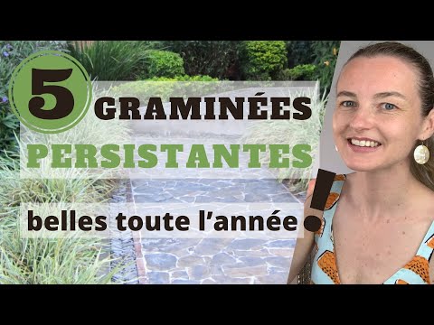 Vidéo: Les fétuques préfèrent-elles le soleil ou l'ombre ?