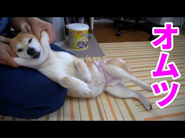 柴犬小春　オムツ生活は突然に　Shiba Koharus Diaper Season has started