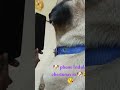 🐶are phone Enduku chestunav ra 🐶😘😜😊🤩