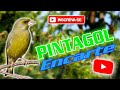 🐦CANTO DO PINTAGOL PARA ENCARTE E ENSINAR PINTAGOL