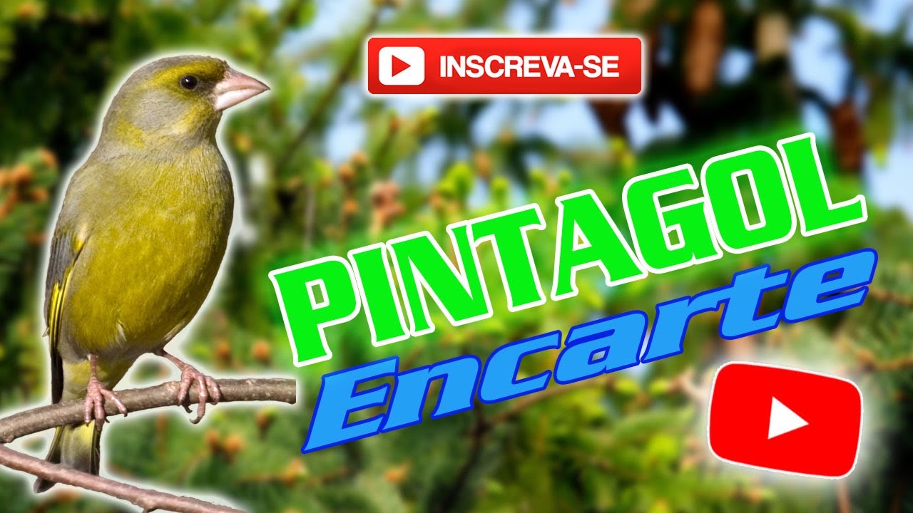 🐦CANTO DO PINTAGOL PARA ENCARTE E ENSINAR PINTAGOL - YouTube