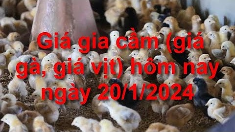 Gà đông tảo con giá bao nhiêu năm 2024