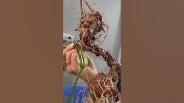 Đẹp như Mỹ nữ 1 củ sâm rừng nặng 115gr vừa xuống núi