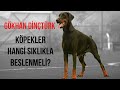 Köpekler Hangi Sıklıkla Beslenmeli?