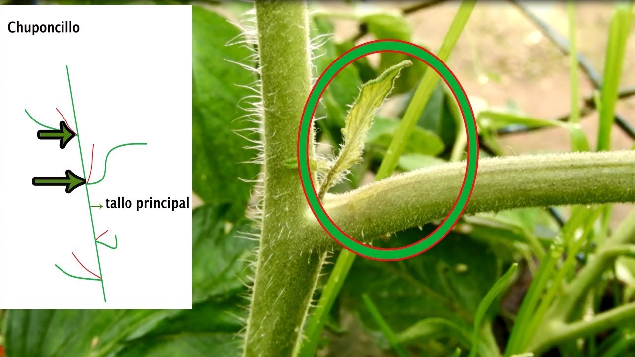 Como podar las tomateras