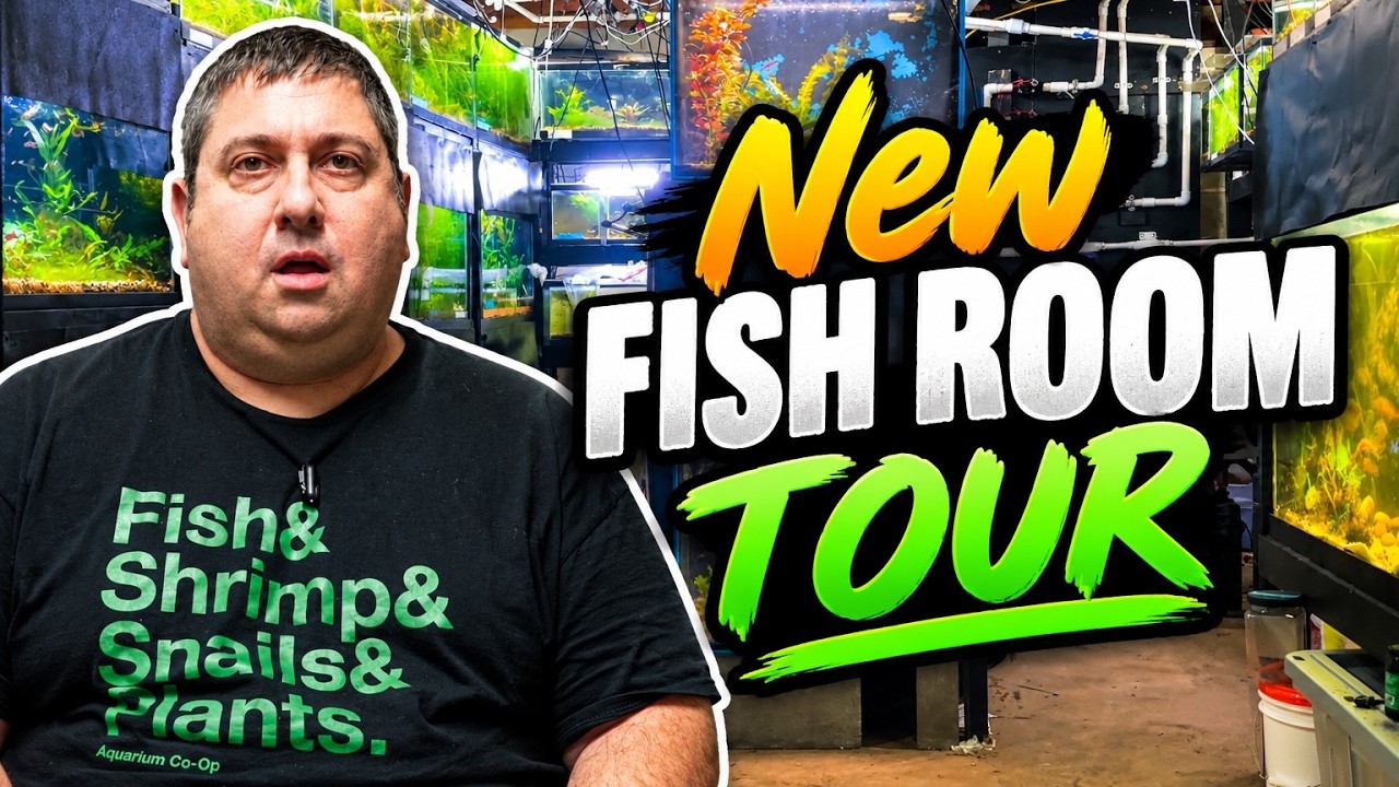 Let's Check Out My New Basement Fish Room! Fish Room Tour 2026