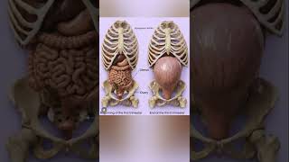 uterus growth #love #viral #trending #uterus #youtubeshorts #birthday #shorts #delivery #labour