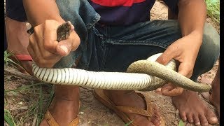 Brave Boys Catch Snake by Hands From Net Trap  - Net Trap Fishing Snake at the Rice Field