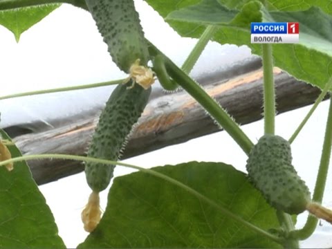 Несколько тонн огурцов собрала семья из Вологодского района