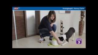 trixie memory trainer for dogs