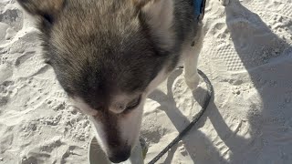 “Been Taking In St. Petersburg & St. Pete Lately” ~ Vlog Entry #201