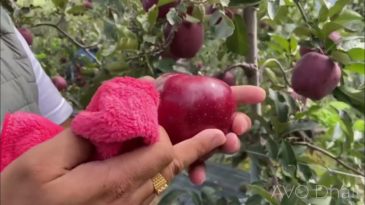 Mema Mestar (ID) Red Delicious Apple Suitable Elevation YouTube