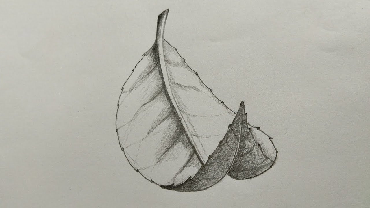 My first try at drawing from nature. #leaf #sketch #pencil…