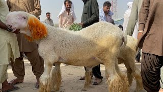 April 8, 2026Dera Ghazi Khan Goat Market Today new update | Bakramandi 2026 | goat farming