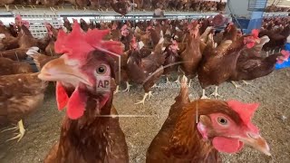 Ballot measure takes aim at large-scale animal farms in California county