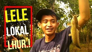 Memancing disungai Ngaliyan dapat lele dan gabus