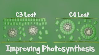 Fixing the Flaw in Photosynthesis