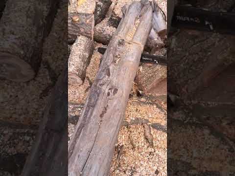 Cara yang cerdas memotong batang kayu dengan mesin gergaji #shorts